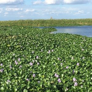 Meet your Posher, Wylie